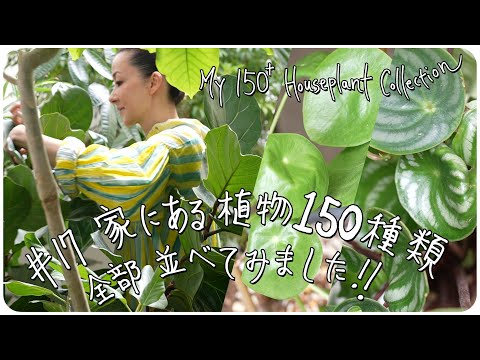 #17 家にある植物150種類 全部並べてみました!! My 150 Houseplant Collection