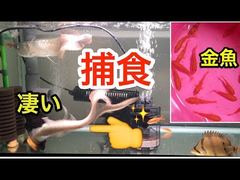 金魚を捕食！！　熱帯魚飼育　アロワナ　ダトニオ　９０㎝水槽　「アクアリウム」