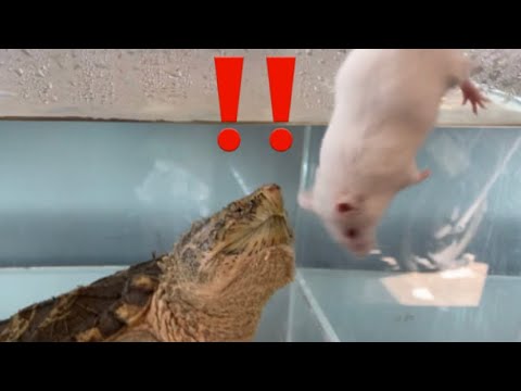 活きた餌用マウスを亀にあげる　give a turtle a live mouse